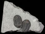 Rare Pseudodechenella Trilobite Pair - Centerfield Limestone, NY #68365-1